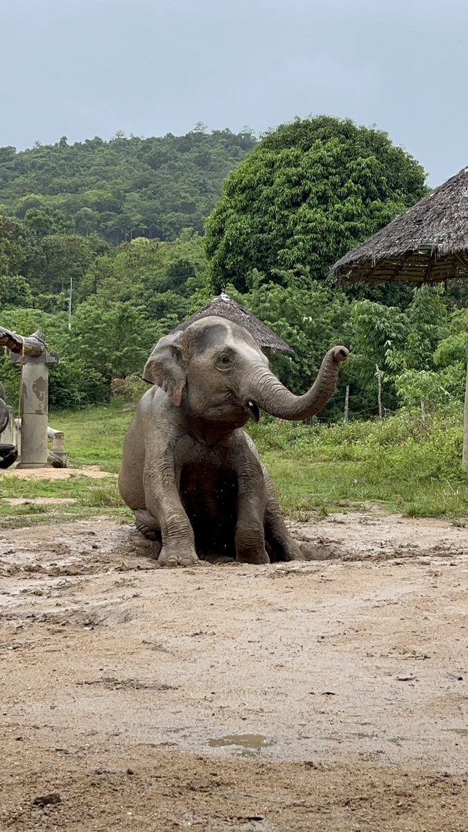 SamuiHaven's tweet photo. Happy day happy life 💕🐘
#samuielephanthaven #kohsamui #thailand #happy #elephant #animal https://t.co/NRxtRvZ87j