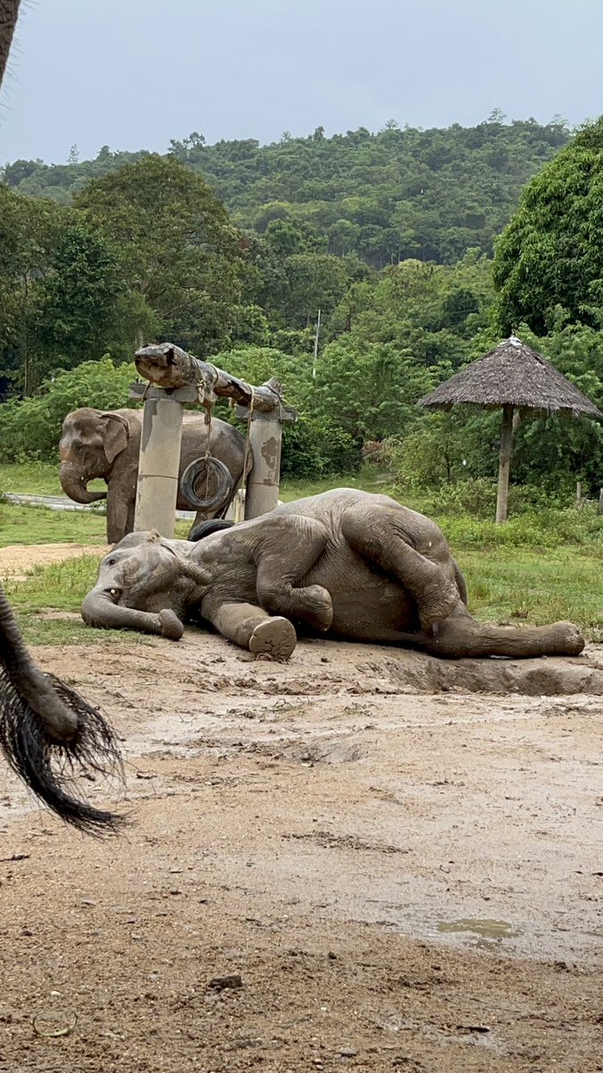 SamuiHaven's tweet photo. Happy day happy life 💕🐘
#samuielephanthaven #kohsamui #thailand #happy #elephant #animal https://t.co/NRxtRvZ87j
