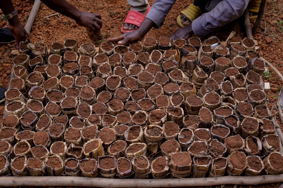 CRBurundi's tweet photo. Young people can help combat climate change. And we are encouraging them to actively contribute to the current climate action framework and help build a green future.  
#2 https://t.co/8MFth148B5