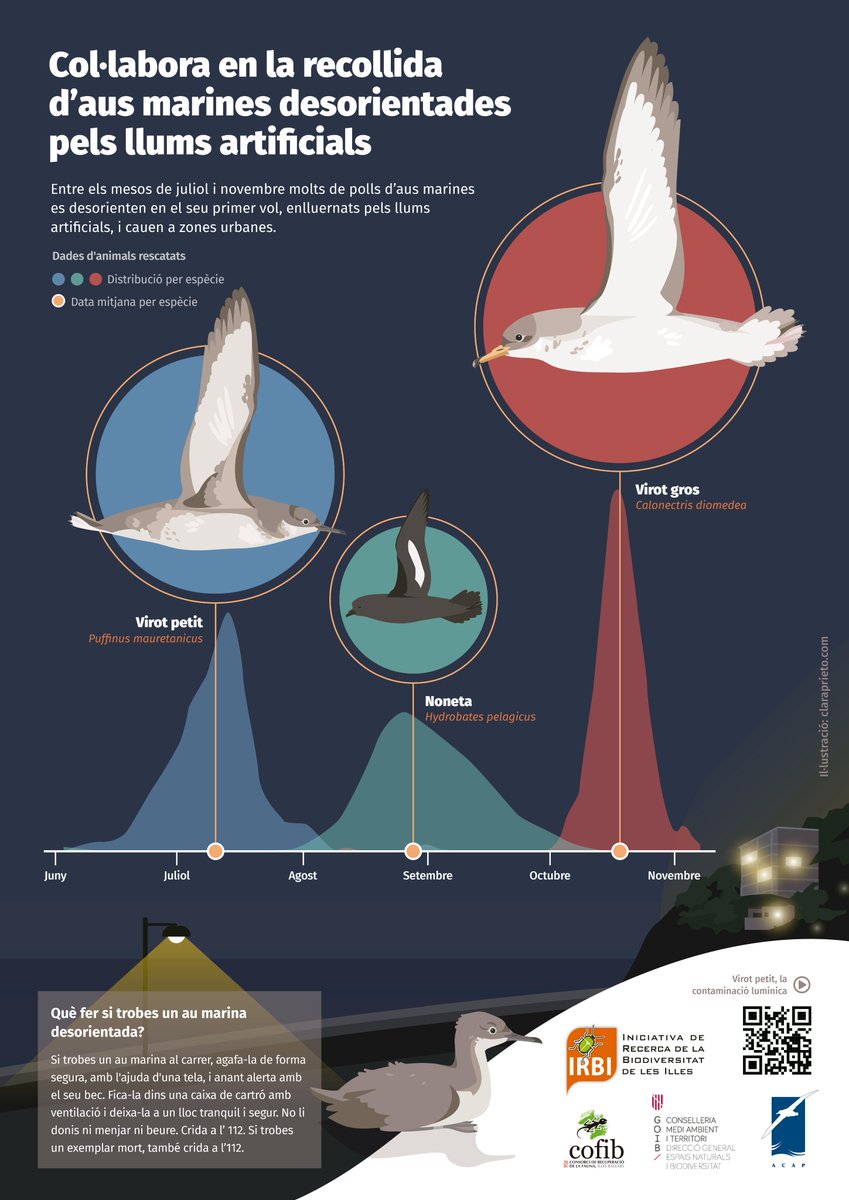 🤝Medi Ambient i @asociacion_irbi demanen col·laboració ciutadana per rescatar virots grossos

Els polls poden caure desorientats a nuclis urbans. Si en trobes un:
🔸Crida a l'112 o COFIB
🔸Posa'l en una capsa ventilada

🔗Més info: tn.caib.es/RescatVirots

#WorldMigratoryBirdDay