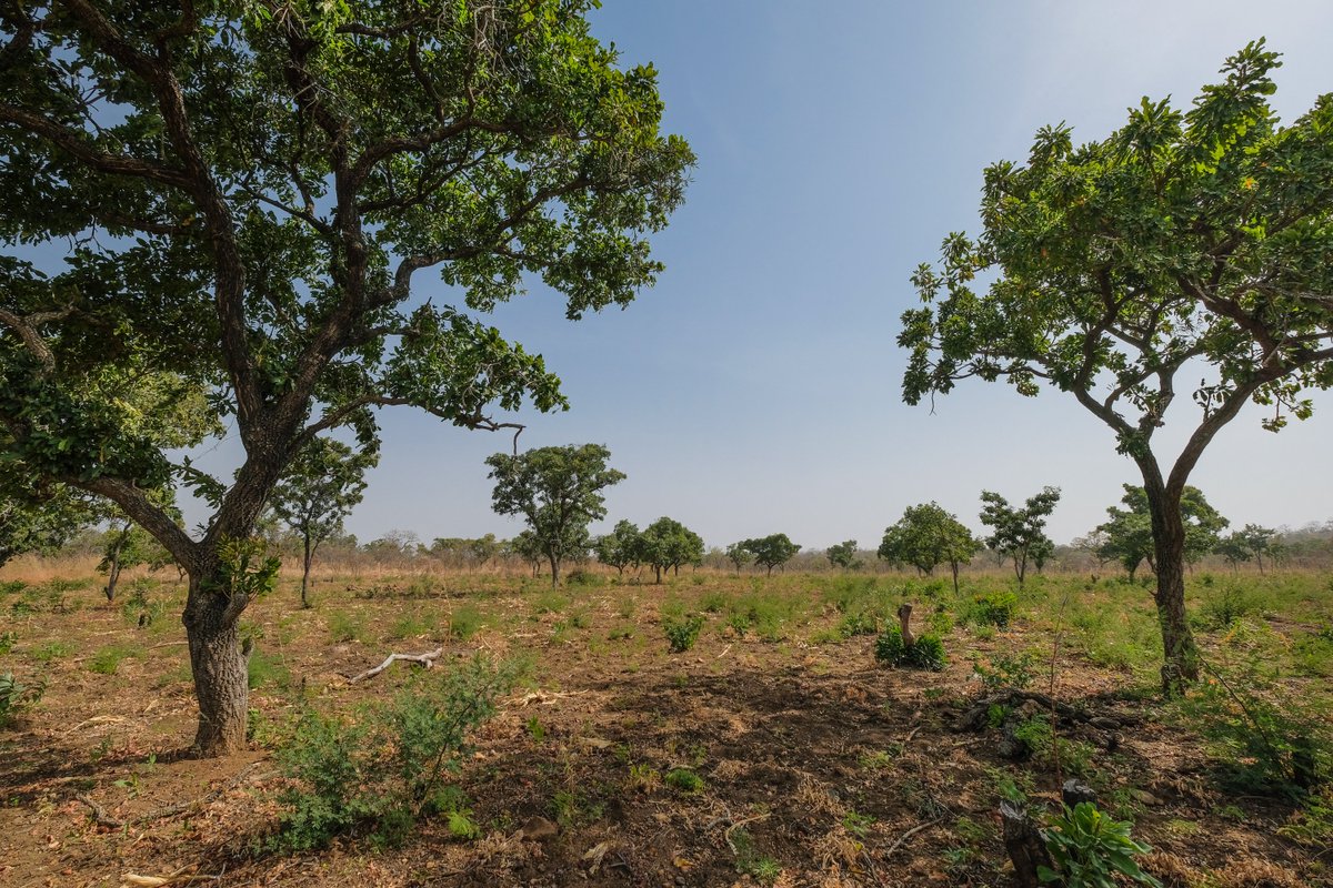 #ClimateChange impacts require an implementation of #adaptation strategies: #agroecological measures like integrated #soil fertility management and #agroforestry show very high potential for the #Sahel. A new study from <a href="/PIK_Climate/">Potsdam Institute for Climate Impact Research PIK</a>, <a href="/uni_kassel/">Universität Kassel</a>, <a href="/WUR/">Wageningen U&R</a>: doi.org/10.1016/j.eja.…