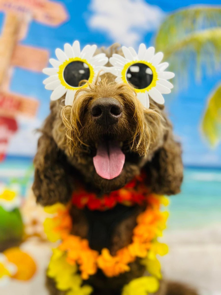 Here’s hoping we’re all as happy as our Dilbert was for this photo 🥰 #FridayFeeling #Dog #bestboy