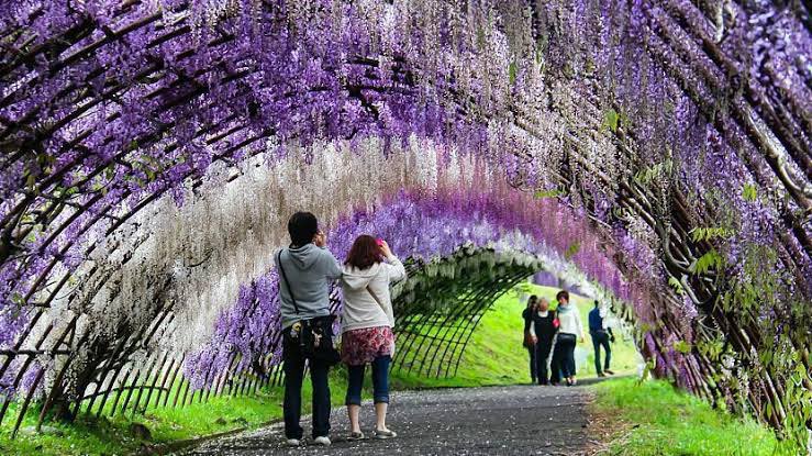 datchuguyy's tweet photo. 7. Wisteria Flower Tunnel, Kitakyushu, Japan https://t.co/WHTpj8ktoj