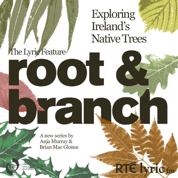 1/ So delighted to announce Root & Branch, a radio series that @MiseAnja and I have been working on for the past year exploring Ireland’s native trees through interviews, reflections and songs. The series begins with Birch this Sunday on The @LyricFeature at 6pm on @RTElyricfm