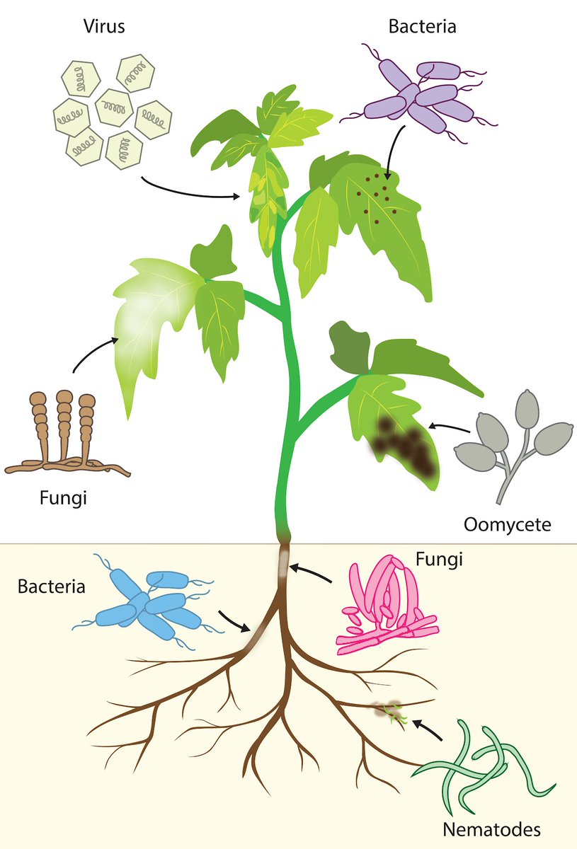Meet the Lab of Chih-hang Wu <a href="/AdamWu9527/">Chih-Hang Wu</a> <a href="/IPMBSinica/">IPMB Academia Sinica (中研院植微所)</a> 

EVOLUTIONARY AND FUNCTIONAL DYNAMICS OF PLANT IMMUNITY 
sites.google.com/view/chwlab/pe…