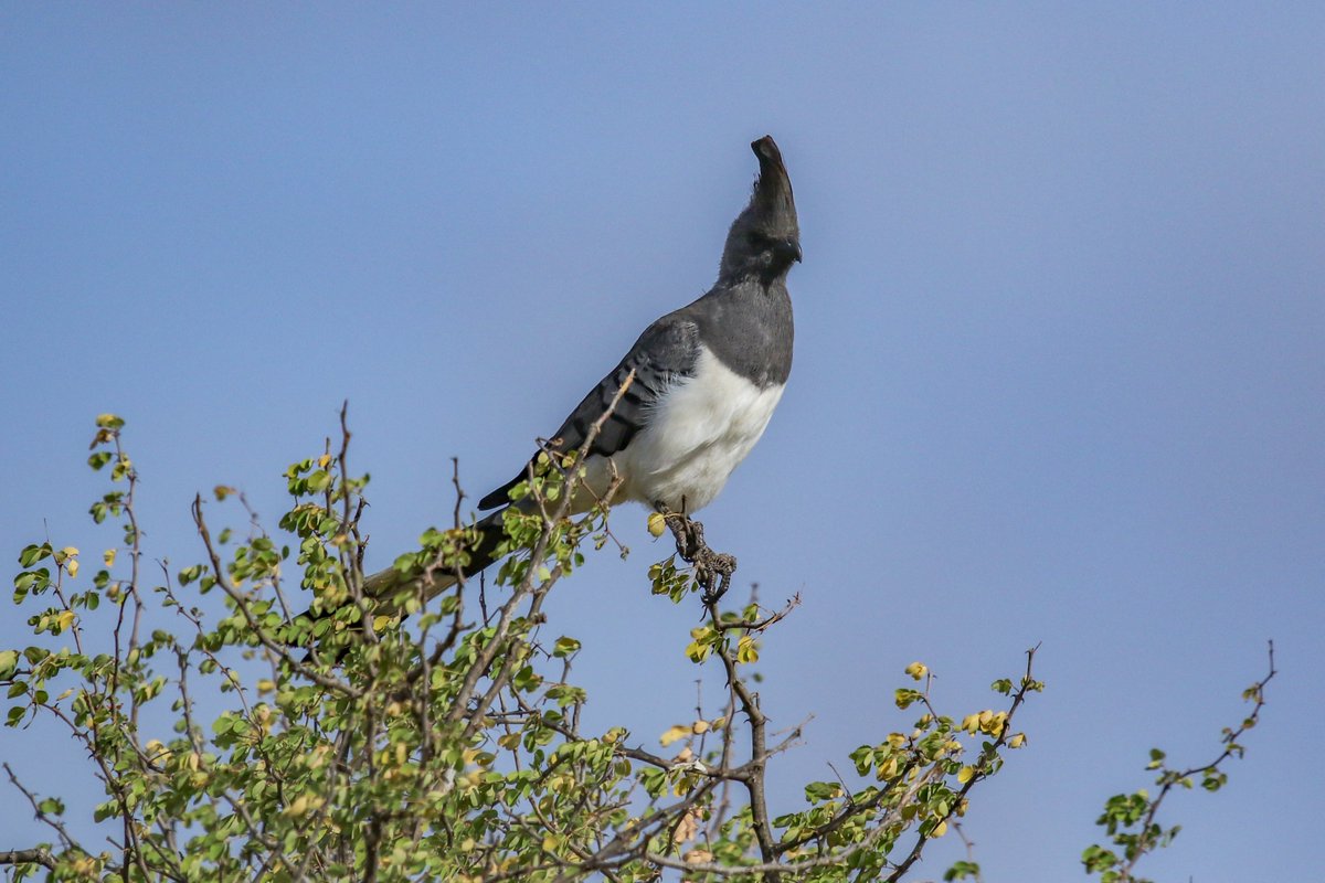 Data_BirdMan's tweet image. Bare-Faced Go-Away-Bird (Corythaixoides Personatus)

𝐀𝐦𝐛𝐨𝐬𝐞𝐥𝐢 𝐍𝐚𝐭𝐢𝐨𝐧𝐚𝐥 𝐏𝐚𝐫𝐤, 𝐊𝐞𝐧𝐲𝐚

#birds #Naturephography #birdwatching #Canon #canonphotography #birdphotography