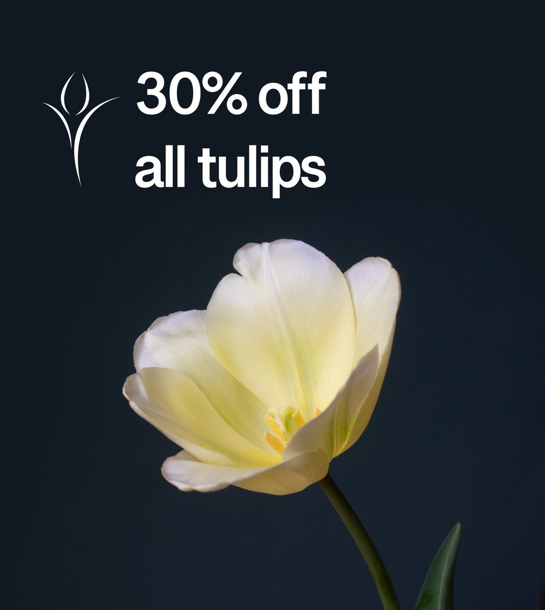 For the next 2 weeks we’re offering 30% off our tulips.