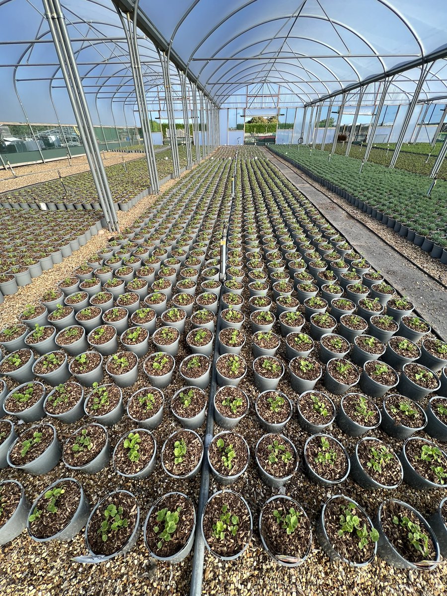 New for 2023 - A range of 3 litre Hollyhocks will be available for delivery to garden centres from February.

#ukgrown #perennials #plants #gardencentres #britishgrown