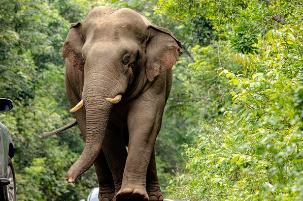 stae_elephants's tweet photo. Asian elephants are the continent's largest terrestrial mammals. They can reach 6.4m in length and 3m at shoulder height, and 5 tonnes in weight. They are smaller than African elephants and have proportionally smaller ears, which they keep in constant motion to cool themselves. https://t.co/Ho0nV55JlG