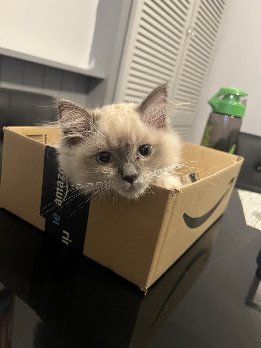 Lizzie The Ragdoll (@LizzieRagdoll) / Posts / X