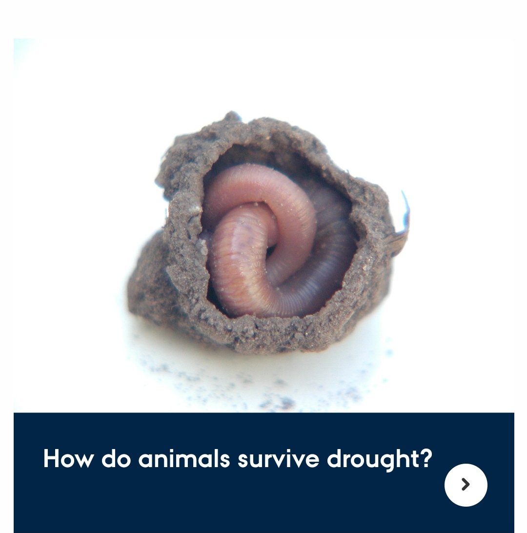 ClimateStressLab (@climatestress) on Twitter photo Drought are now 20-fold more likely than before. <a href="/wxrisk/">wxrisk_sprectum</a>
#climate #drought
Our studies are becoming even more relevant. Go to our website find out more about how soil organism cope with drought!
ecos.au.dk/en/researchcon… Drought are now 20-fold more likely than before. <a href="/wxrisk/">wxrisk_sprectum</a>
#climate #drought
Our studies are becoming even more relevant. Go to our website find out more about how soil organism cope with drought!
ecos.au.dk/en/researchcon…