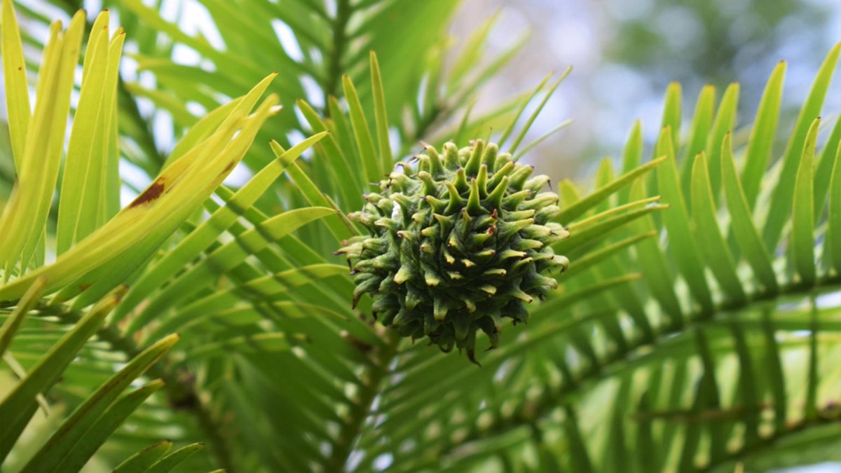 Conservation scientists from ZSL and @kewgardens teamed up to review the status of some of the world’s rarest plants so that action can be prioritised where it is most urgently needed. Read more on the latest @EDGEofExistence list: ow.ly/aFv650L3Wh8 📷 @kewgardens