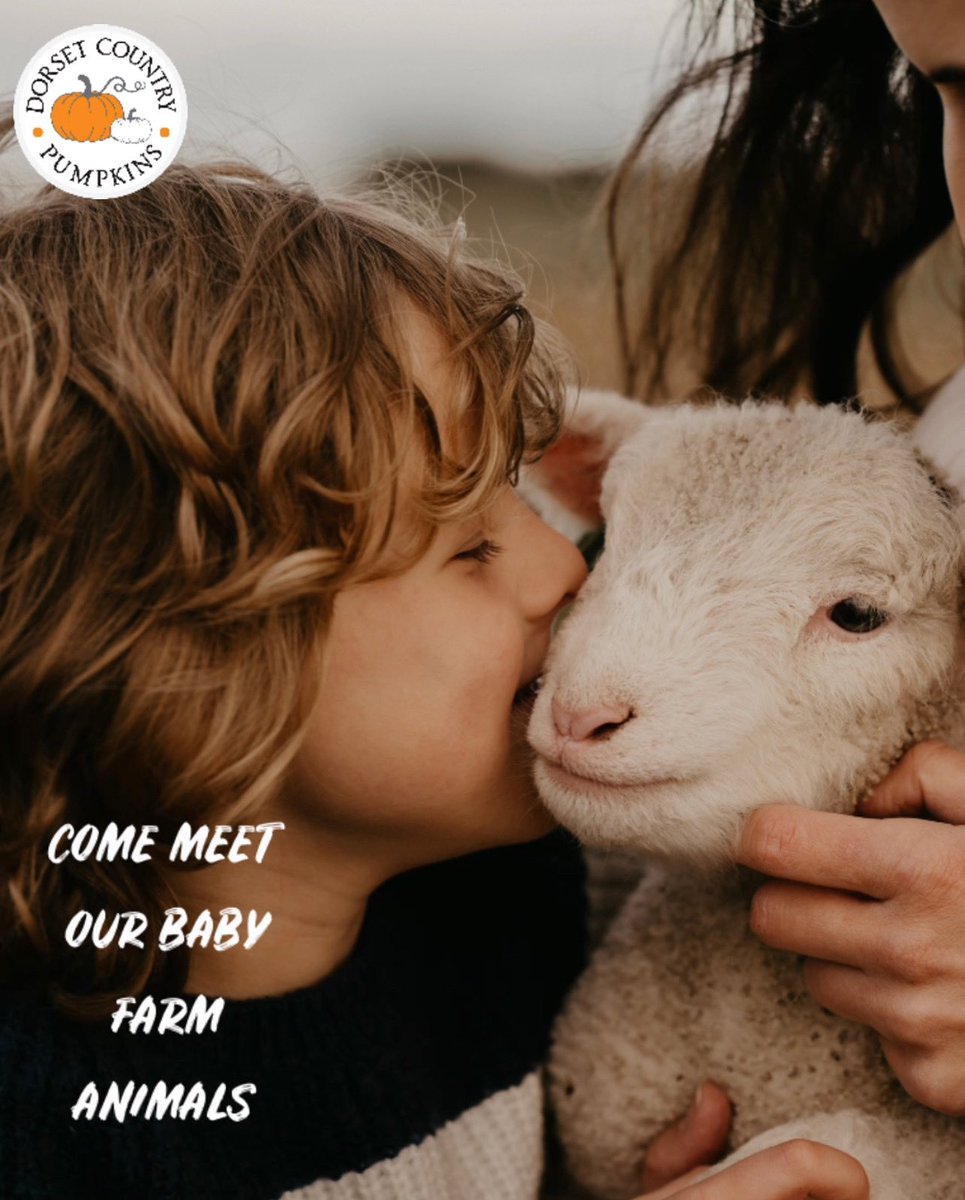 In addition to pumpkin picking we will have baby farm animals for you come &amp; meet! They will be being looked after by either Michael or Alice who know all about our animals &amp; love to answer any questions. #cute #lambs #October #farmlife #dorset #halftermfun #pumpkinpicking