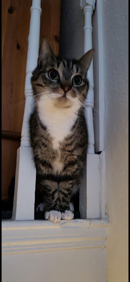 busymamai69's tweet photo. #FINDGREGORYTHECAT!!
STILL MISSING!
Gregory
Last seen Tuesday 20 Sept AM – STRANMILLIS AREA 
Gregory is a 7-year-old Male, neutered tabby with white markings inc. 4 white paws.
 Last seen morning of Tuesday 20 September  
Gregory is microchipped.
PLEASE PM ME!    
#QUBelfast https://t.co/r7rgvOEr6n