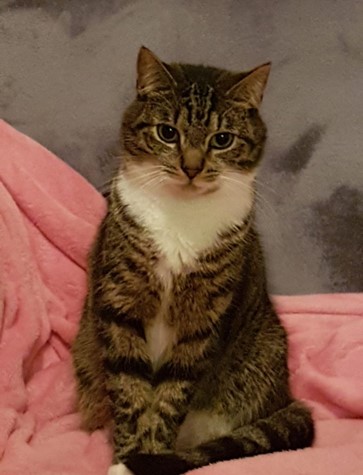 busymamai69's tweet photo. #FINDGREGORYTHECAT!!
STILL MISSING!
Gregory
Last seen Tuesday 20 Sept AM – STRANMILLIS AREA 
Gregory is a 7-year-old Male, neutered tabby with white markings inc. 4 white paws.
 Last seen morning of Tuesday 20 September  
Gregory is microchipped.
PLEASE PM ME!    
#QUBelfast https://t.co/r7rgvOEr6n