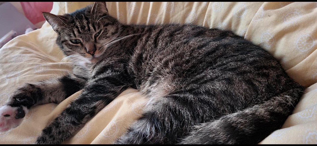 busymamai69's tweet photo. #FINDGREGORYTHECAT!!
STILL MISSING!
Gregory
Last seen Tuesday 20 Sept AM – STRANMILLIS AREA 
Gregory is a 7-year-old Male, neutered tabby with white markings inc. 4 white paws.
 Last seen morning of Tuesday 20 September  
Gregory is microchipped.
PLEASE PM ME!    
#QUBelfast https://t.co/r7rgvOEr6n