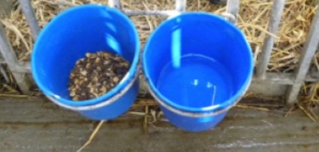 Best practise is to provide fresh clean water from birth 💦🐄

- Can increase growth rates by 38% and starter intake by 31%

- Calves drink 1 litre/day during the first week of life increasing to nearly 3 litres/day by 3-4 weeks of age