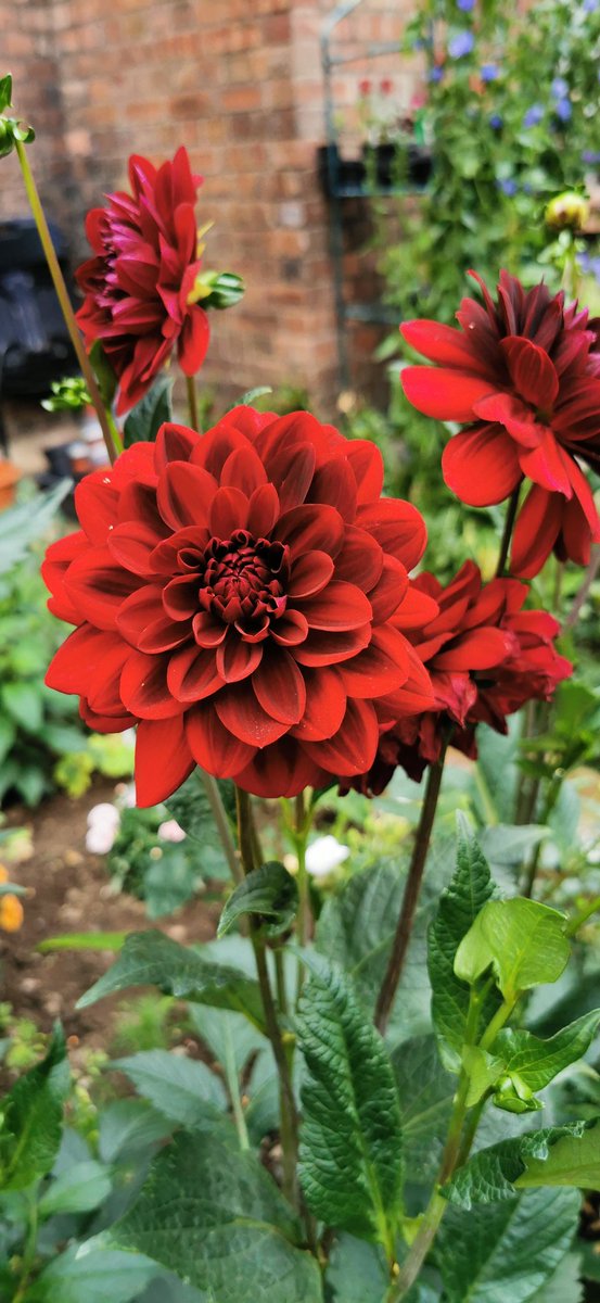 📣Huge congratulations to the residents of our Kevin Street and Bull Alley communities who have won in the final of the #CityNeighbourhoodsAwards2022!

⭐️Winner in the flat/apartment complex category 
⭐️Runner-up in the overall residential category

A great team effort!