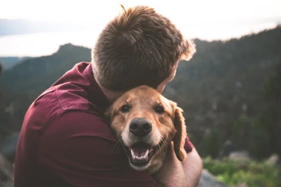 犬の持つ癒し効果が判明。犬をなでると前頭前野が活性化するらしい。