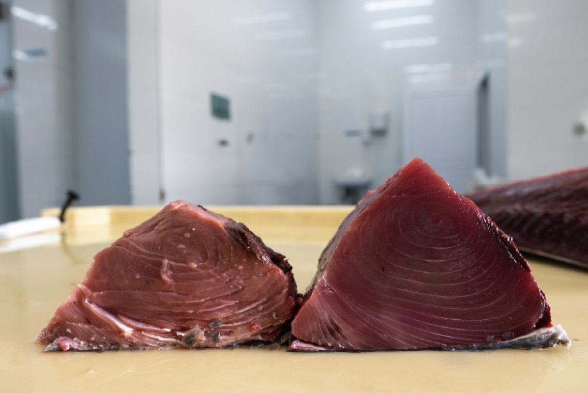 IPNLF's tweet photo. How it started (left) - how it’s going (right); with improved handling and cold storage techniques, we evidenced that with the right techniques, Omani handline tuna can become ‘Grade-A’ quality, and post harvest losses can be eliminated. @SeafoodSouq @greenfishsa @TalesofTurley https://t.co/ti2OmaQyo8