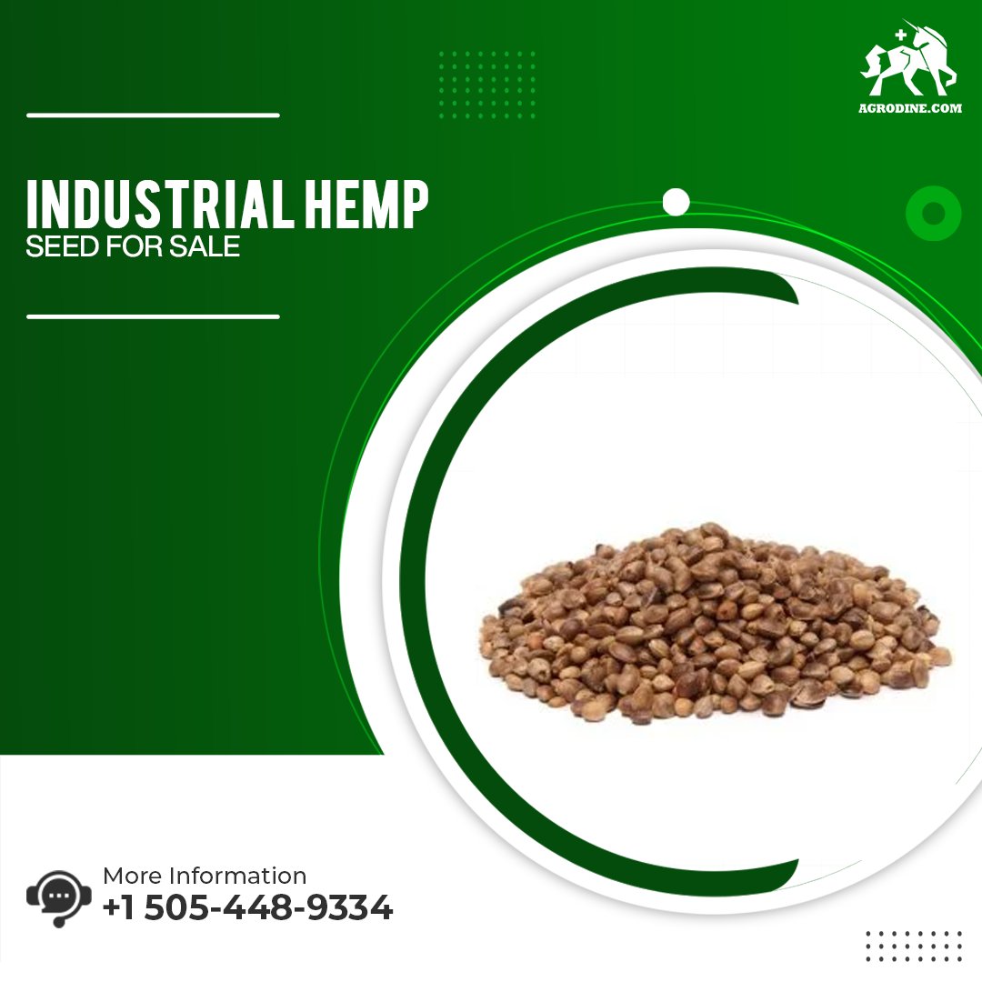 agrodine's tweet photo. You want to buy some good quality purple urkle seeds but don't know where to start. Agrodine has got you covered. At our shop, we have #industrial_hemp_seed_for_sale that includes the highest quality purple urkle seeds. https://t.co/1FNrUtnlgh
#agrodine #Industrialhempseedforsale https://t.co/GtgwATirwC