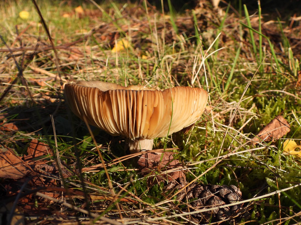De #herfst heeft zijn intrede gedaan in de bossen. De #paddenstoelen schieten de grond uit. #terschelling #herfstkleuren #herfstvakantie #vakantie