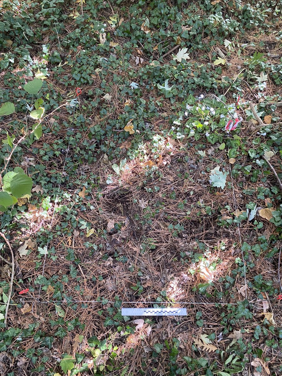 Hayley_JHayes's tweet image. Test pit square all marked out… let the digging commence! (And yes it did take me nearly an hour to mark it out correctly!😂) #testpit #archaeology
