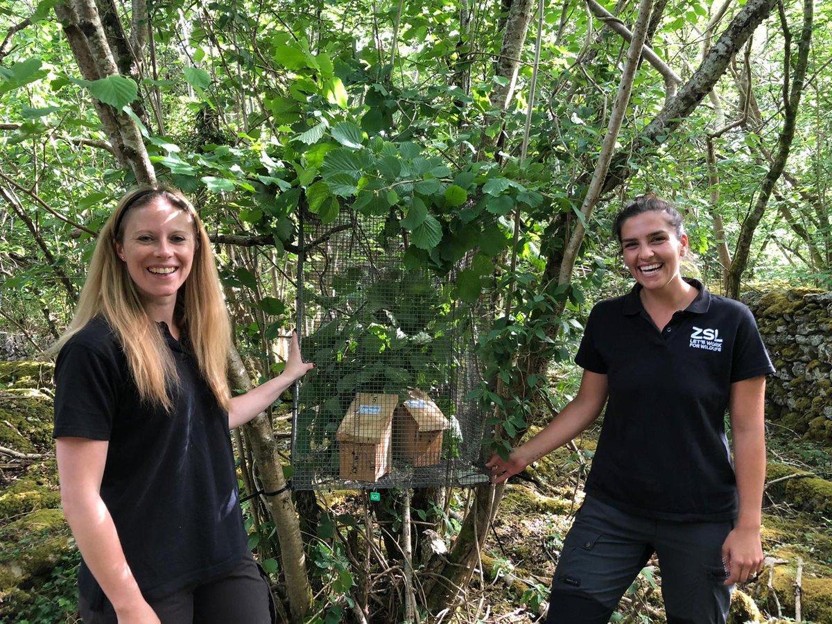 #iamabiologist working at <a href="/ZSLScience/">ZSL Science</a> working on the conservation of endangered species, like the super cute hazel dormouse, aiming to reduce the risk of disease when conducting a reintroduction <a href="/OfficialZSL/">ZSL</a>