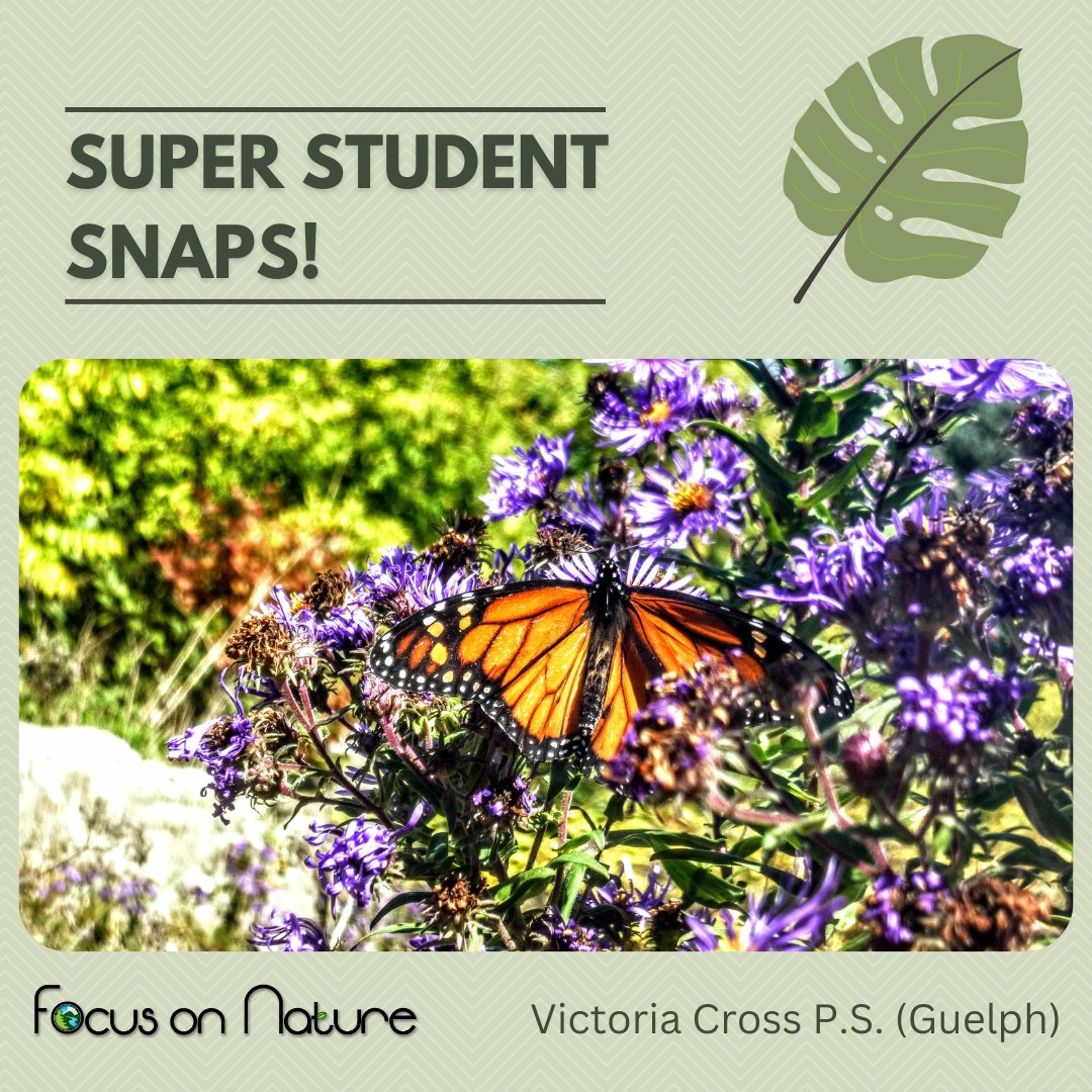 focusonnatureca's tweet photo. We are so impressed with the amazing photos our Focus on Nature students have been taking at our workshops!
They are thinking about the Elements of Design and using them to capture the true beauty of nature!
#focusonnature #studentsnaps #outdoorlearning #ontarionature https://t.co/Rv4wMnEmXi