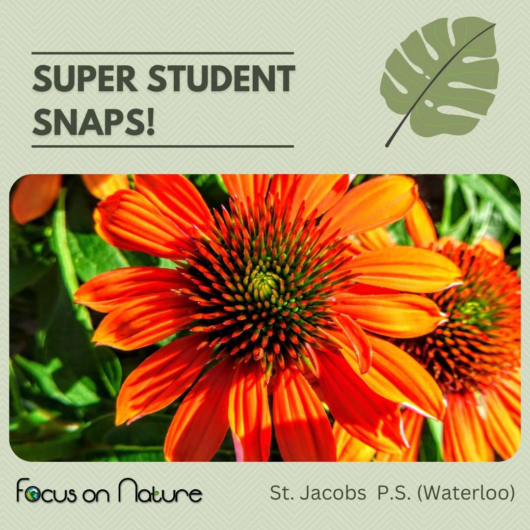 focusonnatureca's tweet photo. We are so impressed with the amazing photos our Focus on Nature students have been taking at our workshops!
They are thinking about the Elements of Design and using them to capture the true beauty of nature!
#focusonnature #studentsnaps #outdoorlearning #ontarionature https://t.co/Rv4wMnEmXi