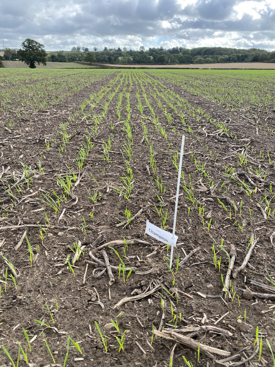 Regional Variety Demo Plots are coming up nicely, great to see a few differences in early vigour between varieties! <a href="/WynnstayGroup/">Wynnstay Group</a> <a href="/behind_the_seed/">Toby Reich</a> <a href="/combinableseeds/">Danny Richardson</a> <a href="/SeedsWoody/">Woody Seeds</a>