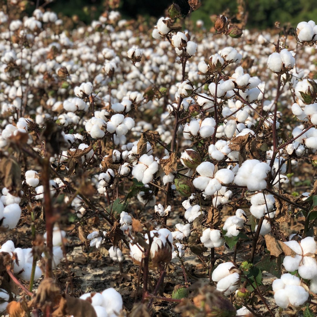 trellis_inc's tweet photo. #farmpicfriday from one of our favorite cotton farms! π
#TrellisInc #farming #cotton #growmoreuseless #agtwitter https://t.co/eS88lOGFLr