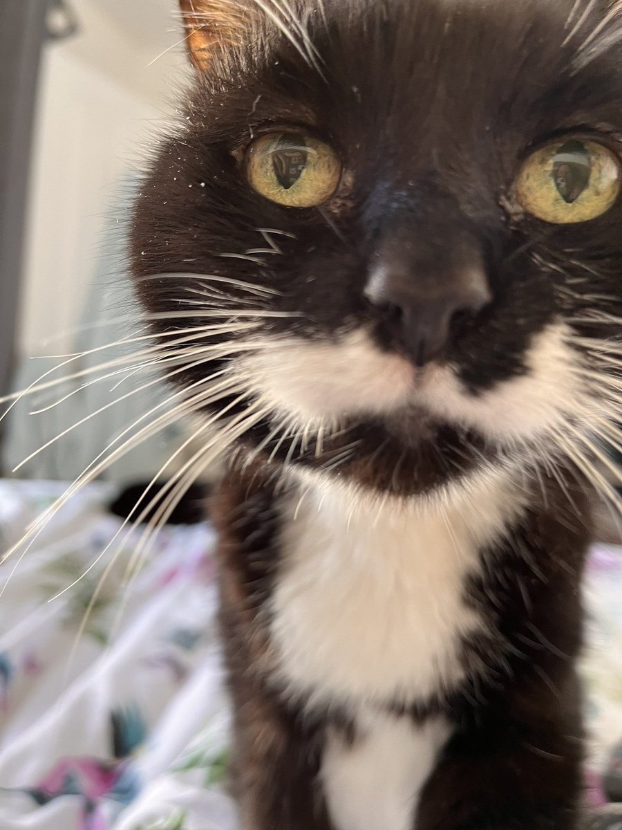 Had to say goodbye to one of my gorgeous boys this morning. Thank you for 16 amazing years Jasper 💔🌈🐈‍⬛