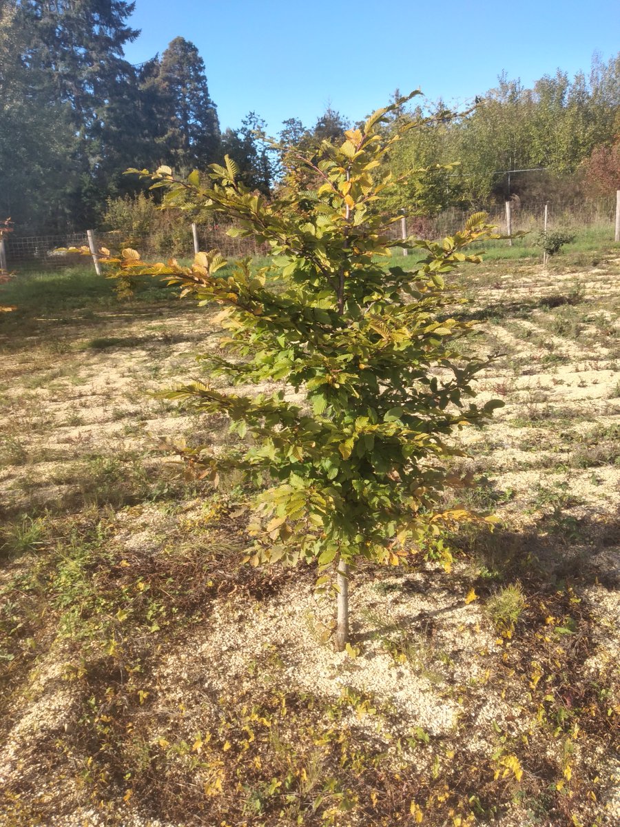 IntactProgetto's tweet image. Prof. Khabar (@um5rabat), during his secondment at @INRAE_France Grand est, on the 6th of October visited the experimental field of INRAE Nancy Grand Est with Prof. Cyrille Bach.