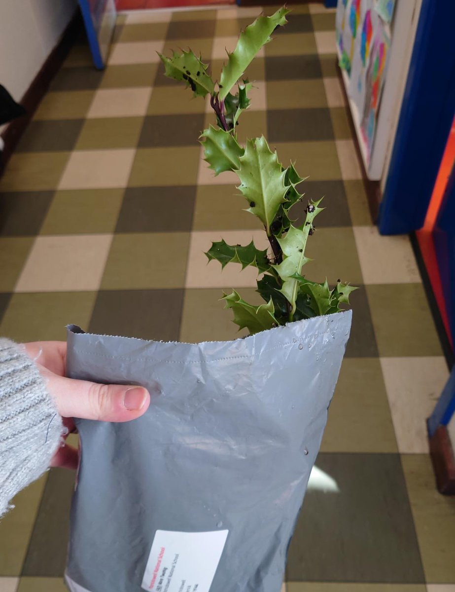 PatrickswellNS's tweet photo. 2nd and 3rd class were thrilled this morning when our Holly tree sapling arrived in the post. Looking forward to getting it planted! #rootfornature #nationaltreeday #treecouncilofireland https://t.co/RYLGOBHyCE