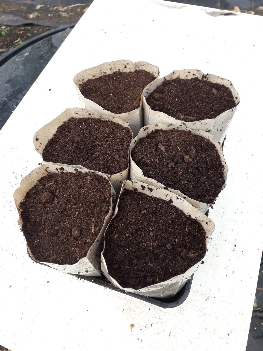 EagleSweetPeas's tweet photo. Then fill them up with the dryer compost from the bag https://t.co/7NjVZRgnd4