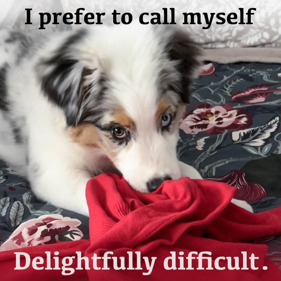 That was my favorite sweater... 😳
.
.
.
.
.
.
. 
#aussiepuppy #aussiepup #miniaussiepuppy #aussielovers #aussieaddicted #aussiemx #aussie_world #instaaussie #paulamcdermid #unforgettableaussies #australianshepherd #myaussietribe #australianshepherdworld #aussiesofinstagram #he