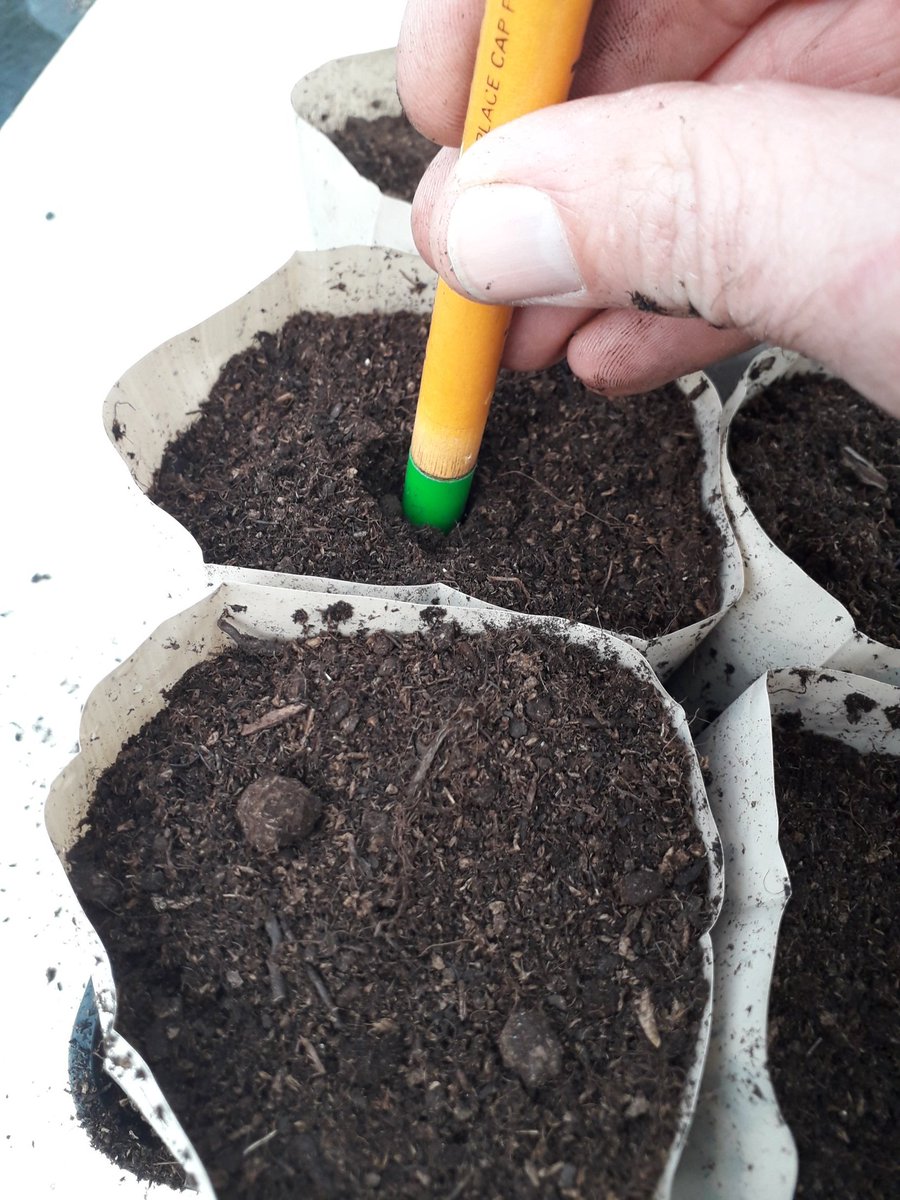 EagleSweetPeas's tweet photo. Make a single hole about 2cm deep into each tube https://t.co/CMKbSx4dyW
