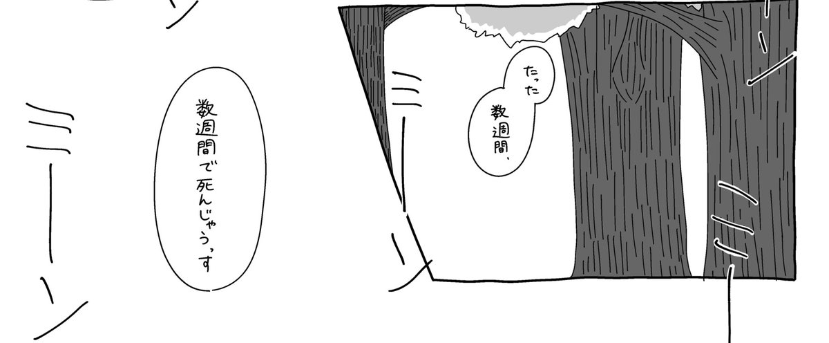 ということで  #あさあさ合同 に漫画8pで参加しています
「何年も土の中にいたセミが死んだ時、埋めて弔うことは正しいのか」の問いの答えをあさひと浅倉が探す話です  はい  10月なのにクソ夏の話です よろしくお願いします 