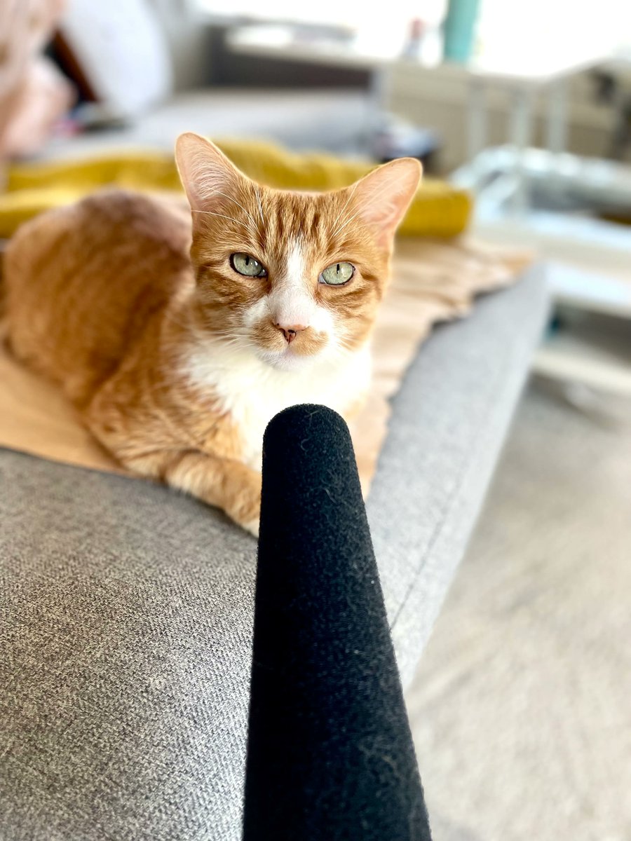 thebenphelps's tweet photo. Heโs the reason I have to use a lint roller on my microphoneโs foam sleeve ๐ But heโs the best booth buddy ๐ธ
#letsgovo #voiceover #sennheiser416 #boothbuddy #workfromhome https://t.co/PYIEp3rBnP