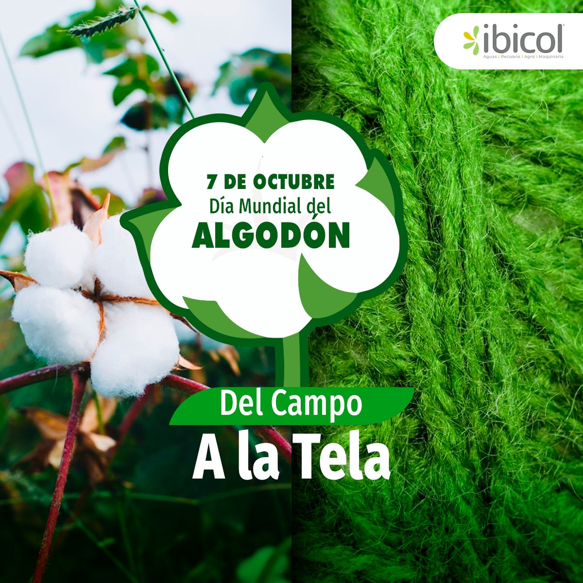 insumosibicol's tweet photo. Del Campo a la Tela, hoy 7 de Octubre Día Mundial del Algodón. Con nuestro portafolio cuide sus cultivos de algodón.
#Díamundialdelalgodón #Ibicol #Insumosbiologicos #algodón https://t.co/ZFmNyr0kR7