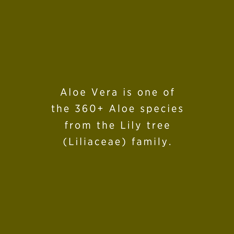 Aloe Vera is one of the 360+ Aloe species from the Lily tree family, indigenous to parts of Africa, where Aloes have been discovered with 30 to 60 feet in height, and stems as much as 10 feet in circumference. (Tree-like Aloe Bainesii). 
#aloevera #aloeplant #madeinaruba
