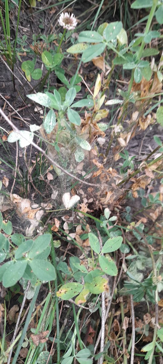 PlanAgro's tweet photo. ⚠️Además de la falta de agua, los insectos "malos" cómo pulguilla saltona, trips y arañuela están haciendo de las suyas...
📝Recorrer semanalmente, evaluar y tomar decisiones estratégicas
Ing. Julio Perrachon #Colonia #PlanAgropecuario
#Ganadería #Recomendación #InsectosPlaga https://t.co/hRBp4YccBp