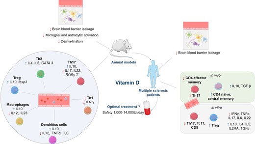 braincomms's tweet photo. Galoppin et al. provide a comprehensive analysis of the biological effects of Vitamin D and discuss the optimization of therapeutic interventions with Vitamin D in animal models and patients with #MultipleSclerosis. https://t.co/kYot1Mbquc https://t.co/bE4UgBACKJ