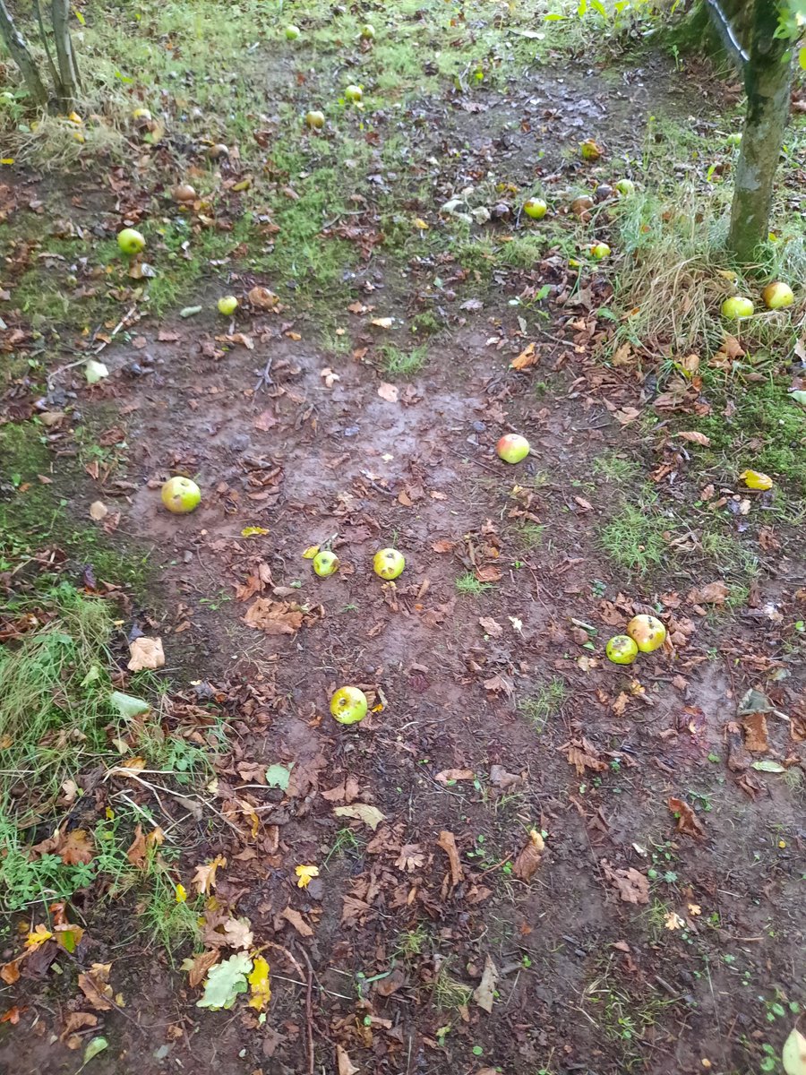 NotBadForHerAge's tweet photo. So many windfall apples, despite multiple boxes of apples having already been picked. Got to get them before the dogs do βΊοΈππππ#apples #windfallapples #Fred #Damson #applelovingdogs https://t.co/VFR4qmT8De