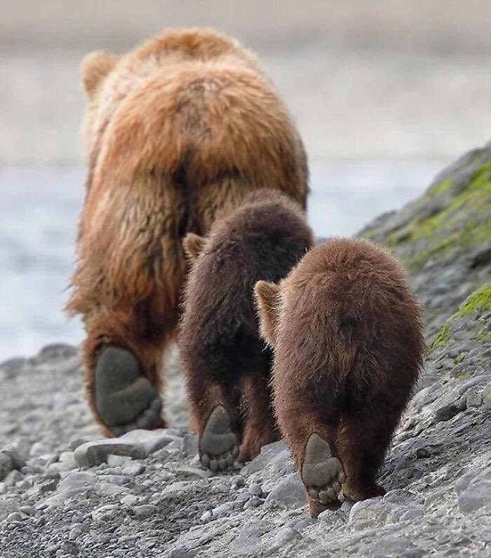 📷 Feet of bears.