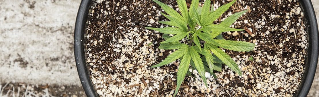 Le cannabis légal : On peut commander des produits au CBD en France. Le Cannabidiol est parfaitement légal, à condition que le taux de THC soit inférieur à 0,3%... Pour en savoir plus : lessencedecbd.fr/content/4-a-pr… #CBD #cannabidiol #cannabislégal