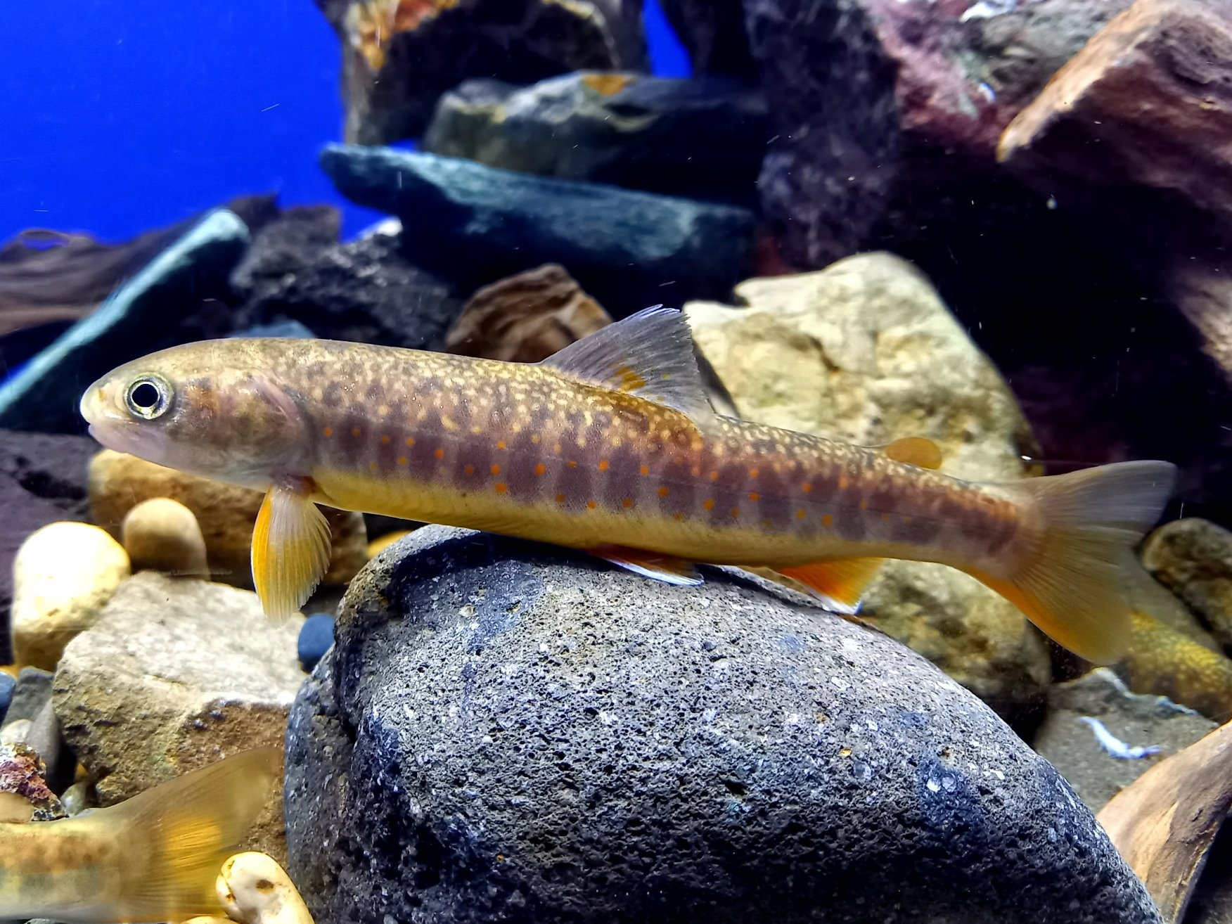サンシャイン水族館 本日より サンシャインシティにて北海道まるごとフェアを開催中 サンシャイン水族館では北海道の魅力的な生き物たちを展示中です ミズダコ ユニークな顔の フサギンポ 絶滅危惧種で日本では北海道のみで見られる魚