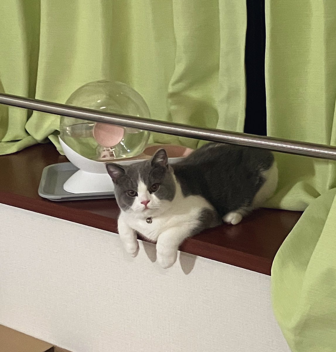 _rain0331's tweet photo. 4ヶ月でこんなに大きくなりました🐈

 #ブリティッシュショートヘア 
 #猫のいる生活 https://t.co/fGMYxnZy7F