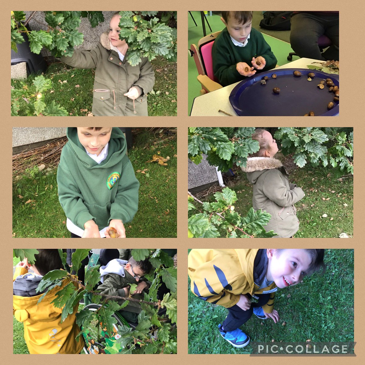 PenllergaerP's tweet photo. The pupils in our PMLD Units have been looking at acorns #PPSPmld #PPSST #PPSOut https://t.co/NWewCGTUX0